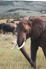 Maasai Mara National Park Safari Tour