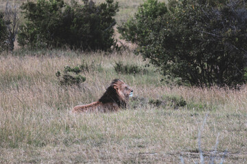 Maasai Mara National Park Safari Tour