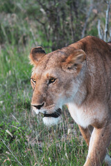 Maasai Mara National Park Safari Tour