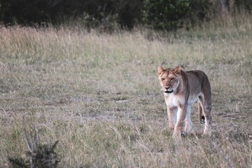 Maasai Mara National Park Safari Tour