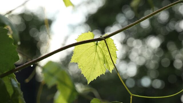 Green grape leaves in the rain on the sunset light background