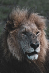 Maasai Mara National Park Safari Tour