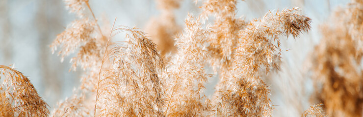 Golden reed seeds in neutral tones on light background. Pampas grass at sunset. Dry reeds close up....
