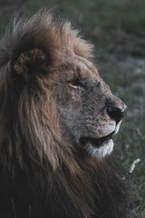 Maasai Mara National Park Safari Tour