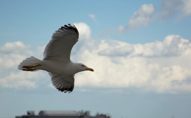 seagull in flight