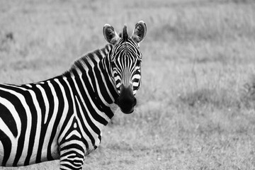 Maasai Mara National Park Safari Tour
