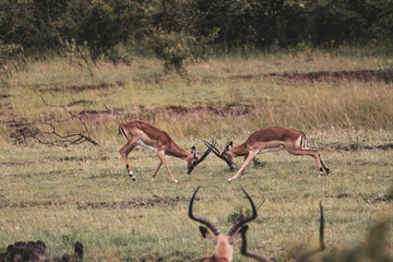 Maasai Mara National Park Safari Tour