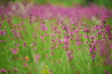 Blooming field of wild wildflowers purple Viscaria vulgaris