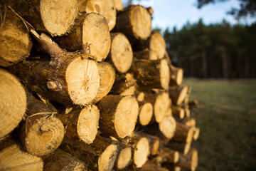 Round sections of logs in a stack with firewood close-up - wooden rural background. Cottage core, nature, ecology, solid fuel. Copy space