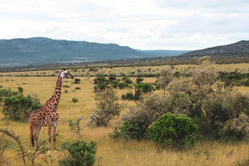 Fototapeta premium Maasai Mara National Park Safari Tour