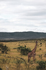 Maasai Mara National Park Safari Tour
