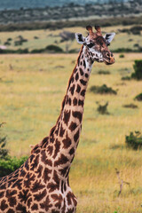 Maasai Mara National Park Safari Tour
