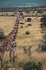 Maasai Mara National Park Safari Tour