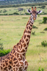 Maasai Mara National Park Safari Tour