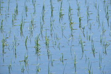 Obraz premium 水田の稲（稲の苗・田植え） / Paddy rice (rice seedlings , rice planting)
