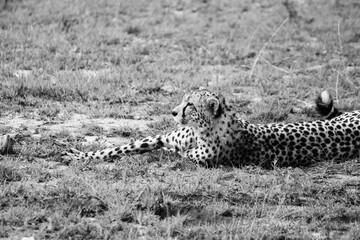 Maasai Mara National Park Safari Tour