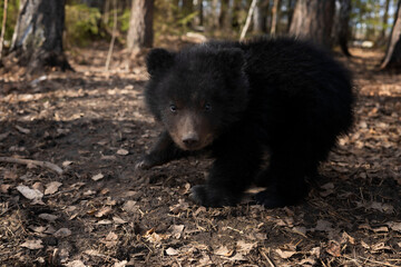 A small bear in the forest looks directly at the camera