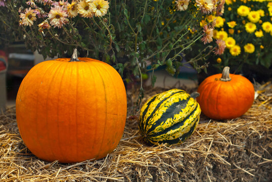 Halloween. Orange pumpkins close up. Decorative pumpkins for interior design. Design of show-windows for a holiday. The photo area near the cafes and restaurants is decorated with pumpkins and hay.