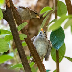 A baby sparrow fed by its mother
