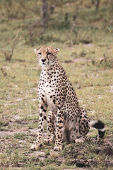 Maasai Mara National Park Safari Tour