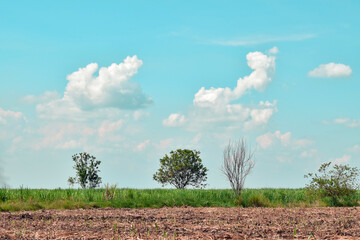 Obraz premium Caña de azúcar