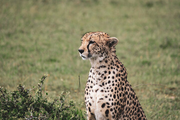 Maasai Mara National Park Safari Tour