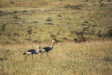 Obraz na płótnie Canvas Maasai Mara National Park Safari Tour