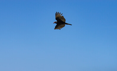 wildlife, beak, feather, flying, avian, birds, seabird, wingspread, wing, web, takeoff, sky, flight, ocean, sea, seabird, spread, meadow, cliff, sea ranch, hunt, predator, hunt