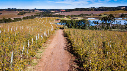 Fototapeta premium Apple orchard. Aerial view of apple orchard in autumn with yellowish leaves