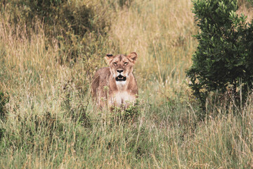 Naklejka premium Maasai Mara National Park Safari Tour