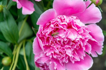 There is a bee on a large peony flower.