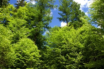deciduous forest view up to tree tops with light green leaves and blue sky