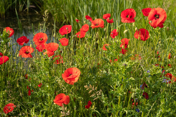 Red wild poppies bloom in the meadow fields.