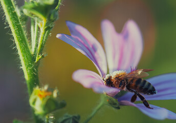 bee on a flower