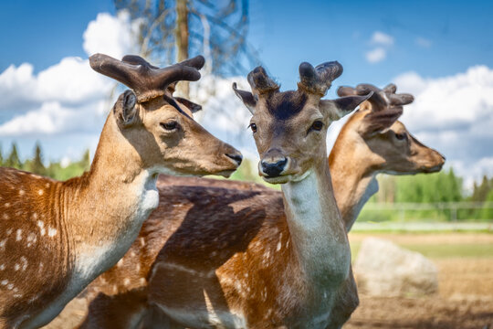 Sika deer on a reindeer farm. Deer graze in the pasture. Reindeer farm. Close up.