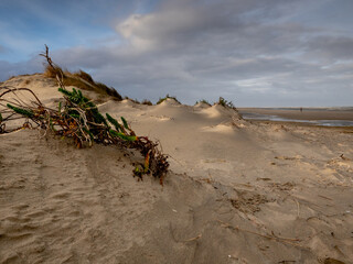 Young dunes