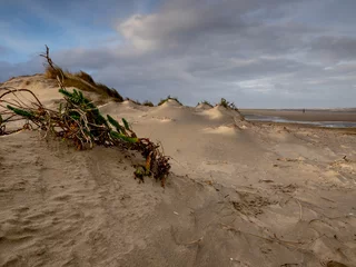 Fototapete Young dunes © Dirk