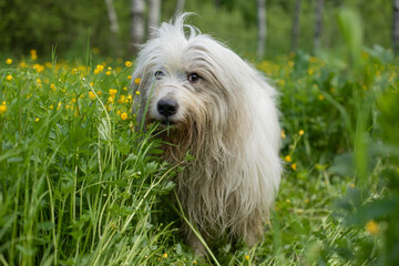 The dog walks in nature. White shaggy terrier.