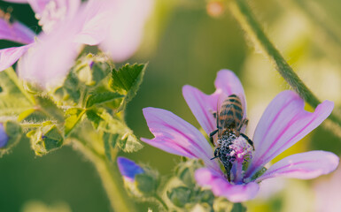 bee on flower
