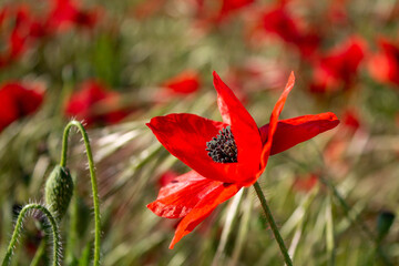Obraz premium les jolies coquelicots