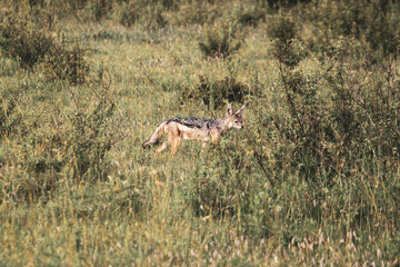 Maasai Mara National Park Safari Tour
