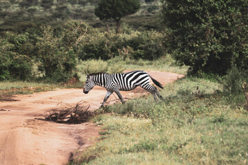 Fototapeta na wymiar Maasai Mara National Park Safari Tour