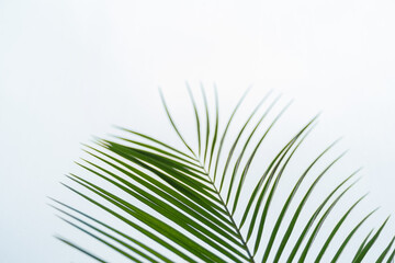 Green palm leaf on light grey background