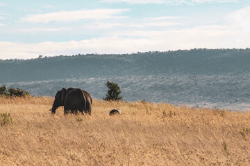 Maasai Mara National Park Safari Tour