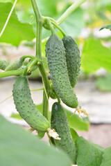 Cucumbers grow in greenhouses