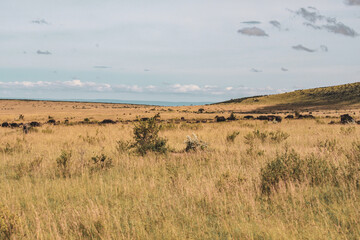 Maasai Mara National Park Safari Tour