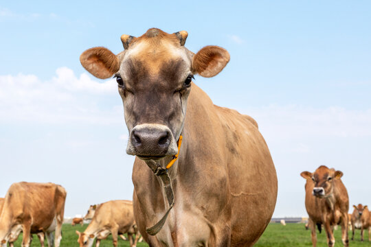 Jersey cow headshot looking innocent in a green pasture with in de background a herd and the horizon.