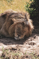 Maasai Mara National Park Safari Tour