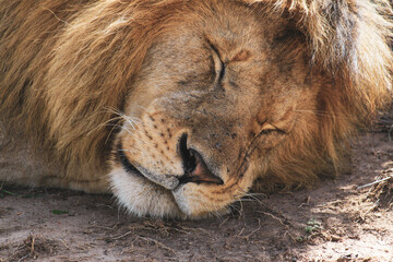 Maasai Mara National Park Safari Tour