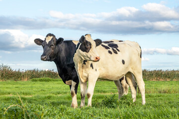 Two cows black and white, standing next to each other cozy together in a field under a blue sky